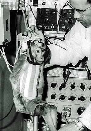Góc tối của khoa học vũ trụ: Laika – chú chó duy nhất bị trôi dạt ngoài không gian